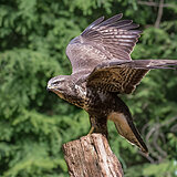Birds of prey